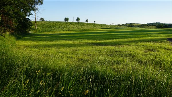 Meadow in summertime